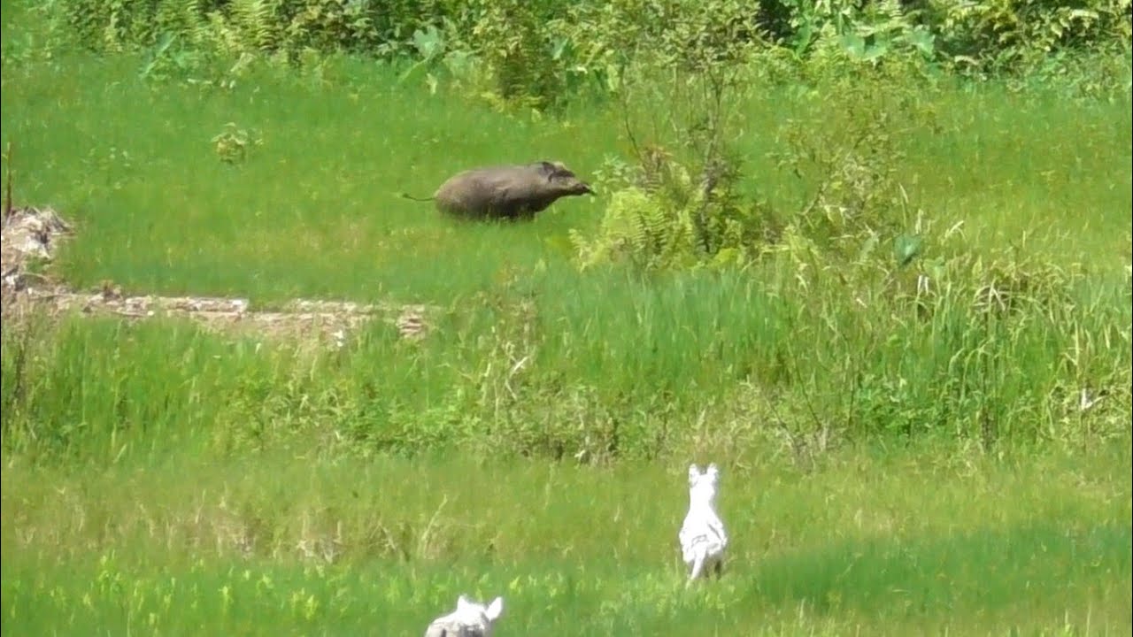 TAK DISANGKA BABI HUTAN KELUAR DI DEPAN KEJARAN ANJING