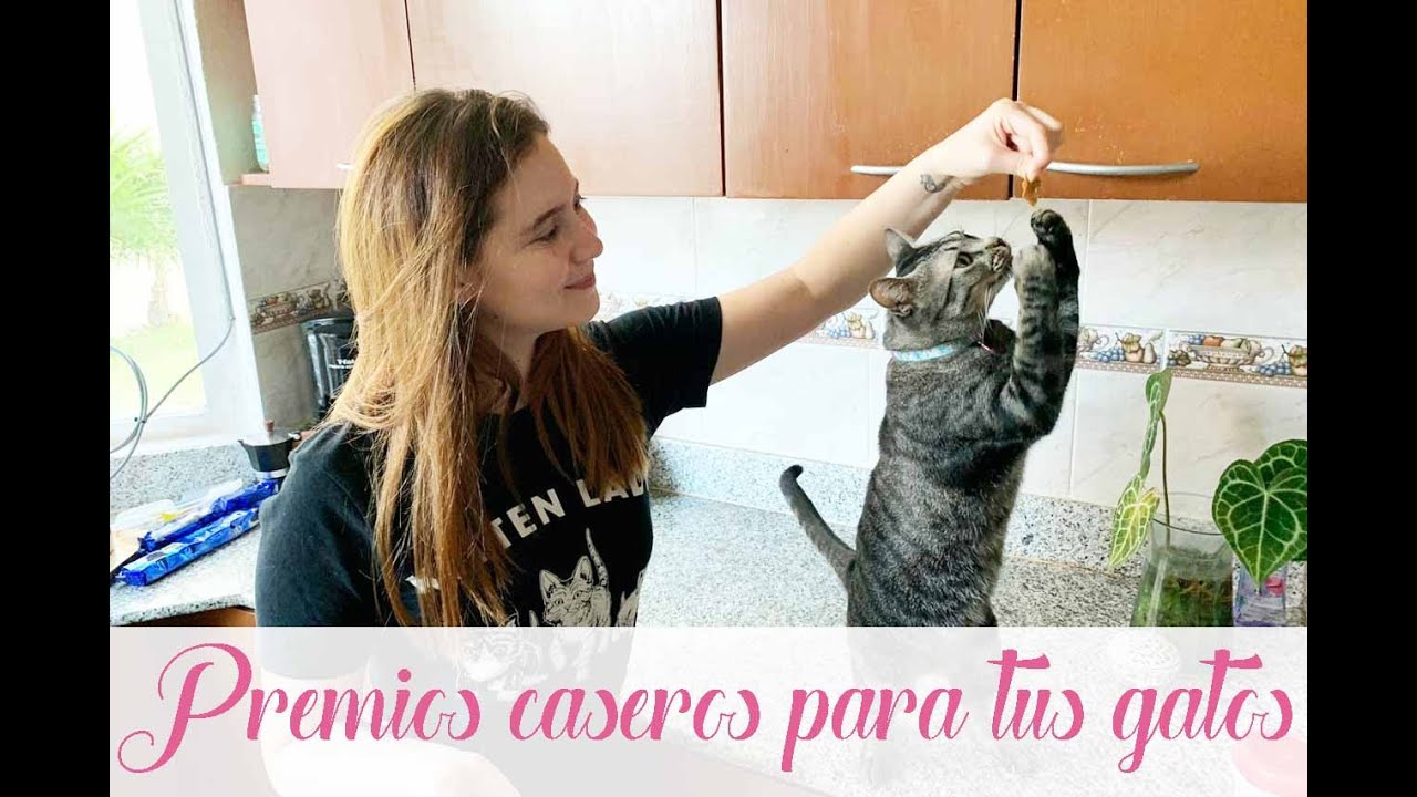 PREMIOS CASEROS PARA GATOS (2 RECETAS) - Cat Tips, Naty Moreno