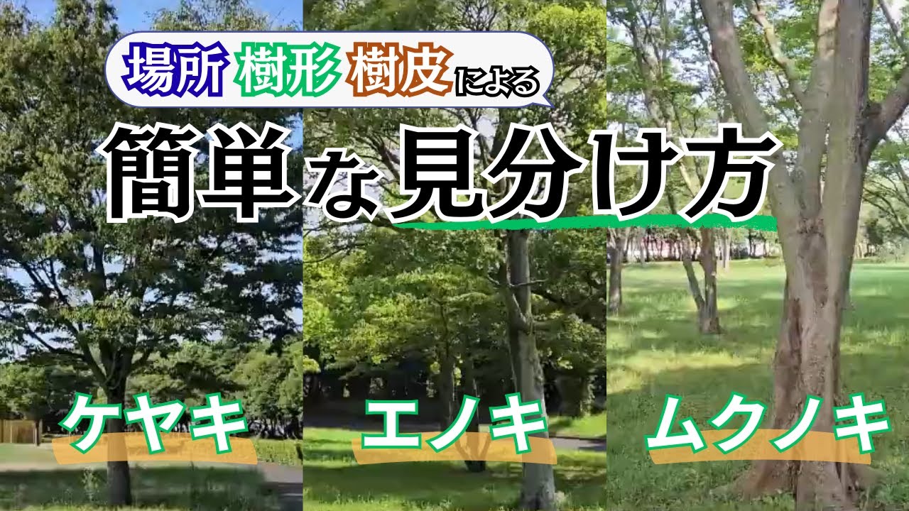 【植物観察】ケヤキ、エノキ、ムクノキを樹形や樹皮、生えてる場所でざっくり識別する