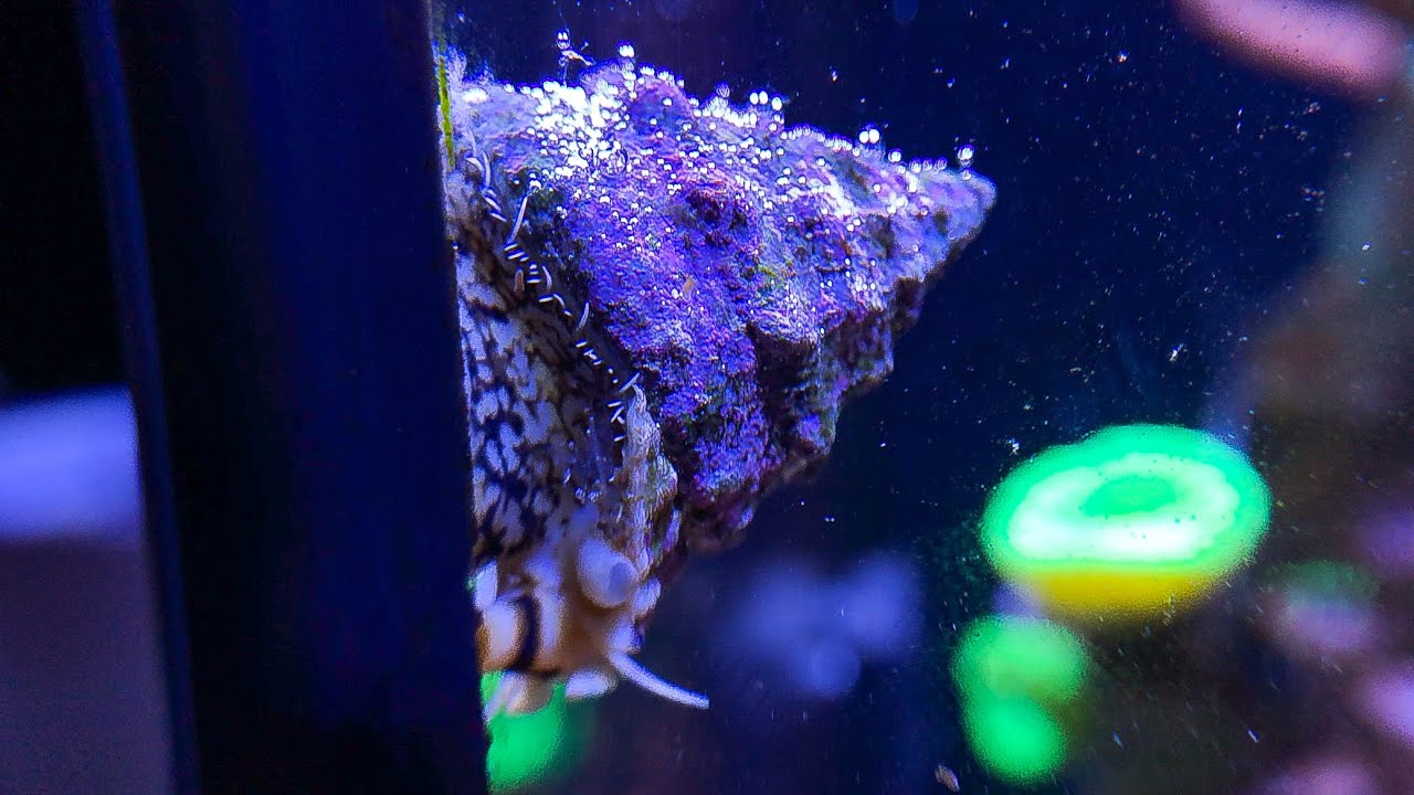 Clean Up Crew for Nano Reef Tank