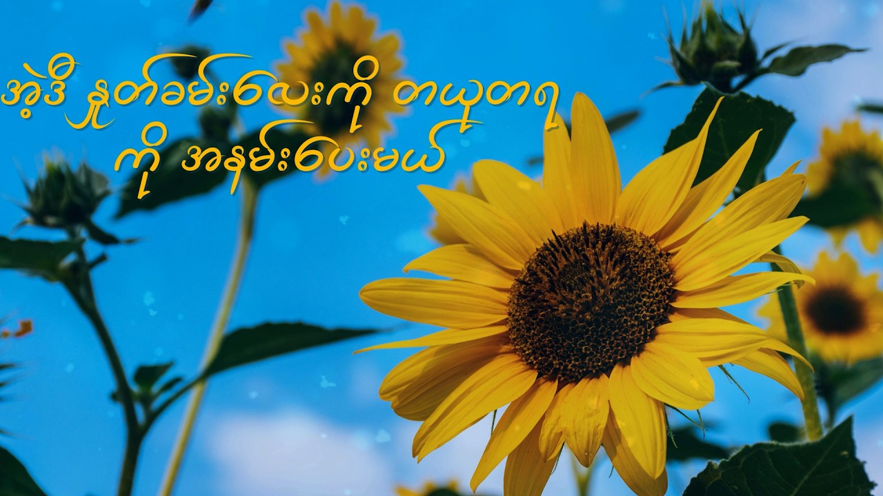 ကျော်ဇင်လတ် - Sunflower (Lyric Video)