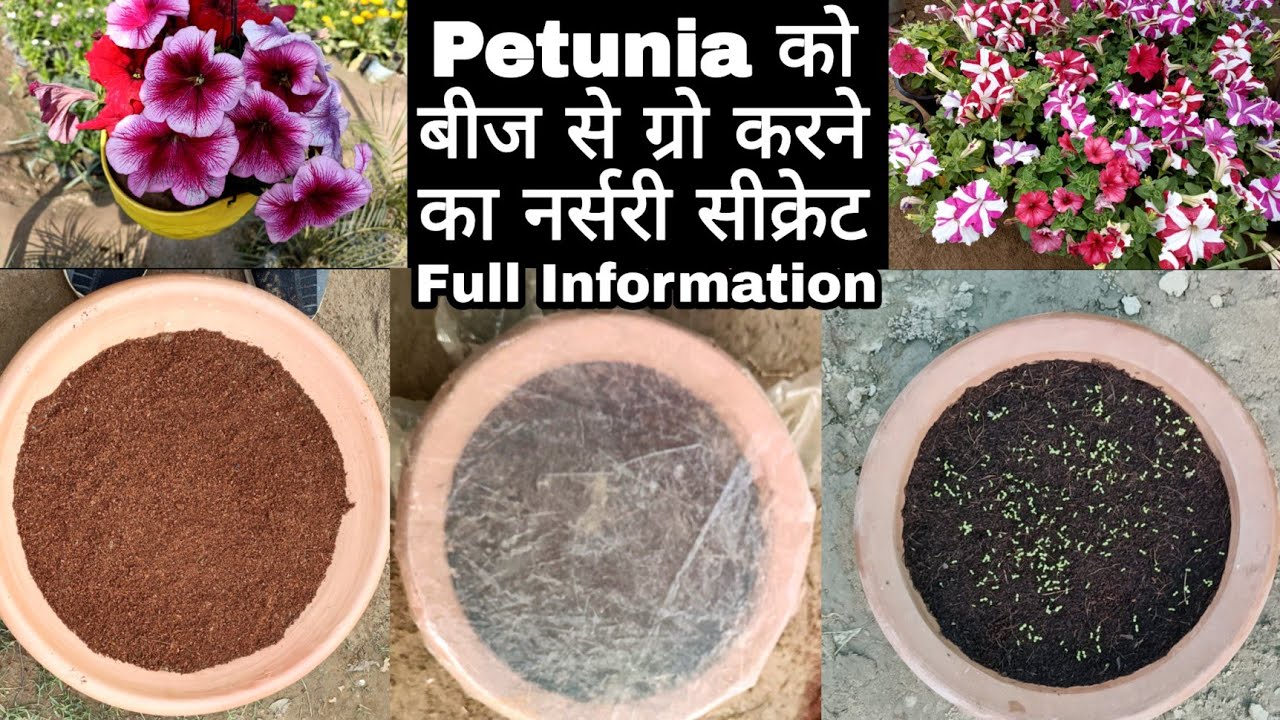पेटुनिया को बीज से ग्रो करने का सही तरीका ।। Petunia Growing From seeds