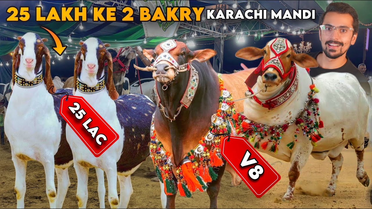 Karachi Mandi Ke BIG BULLS - Worth Billions, Asia's Largest Cattle Mandi