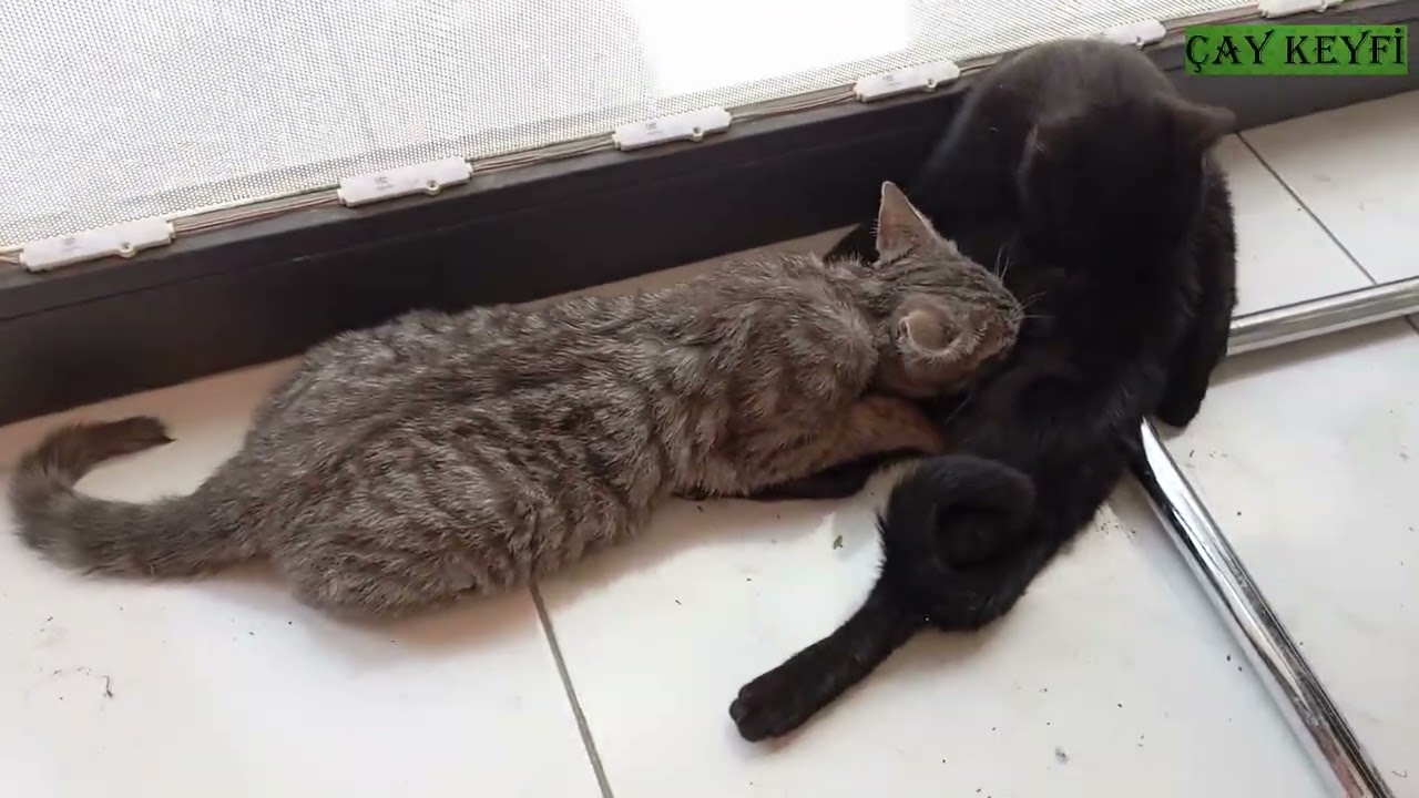 6 AYLIK YAVRU KEDİ ANNESİNİ EMİYOR 😍