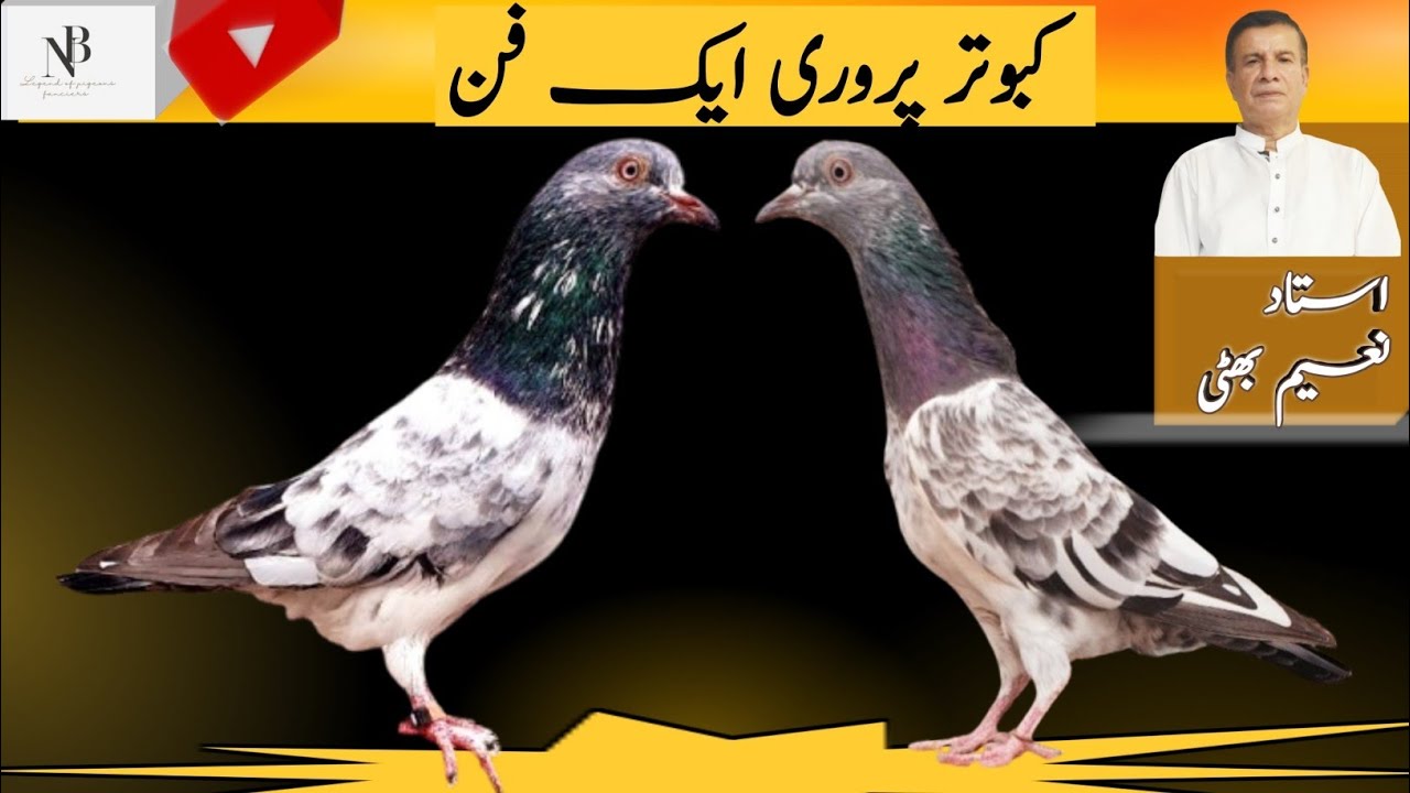 Kabooter parwari aik fun || all about pigeons with ustad Naeem bhatti ||