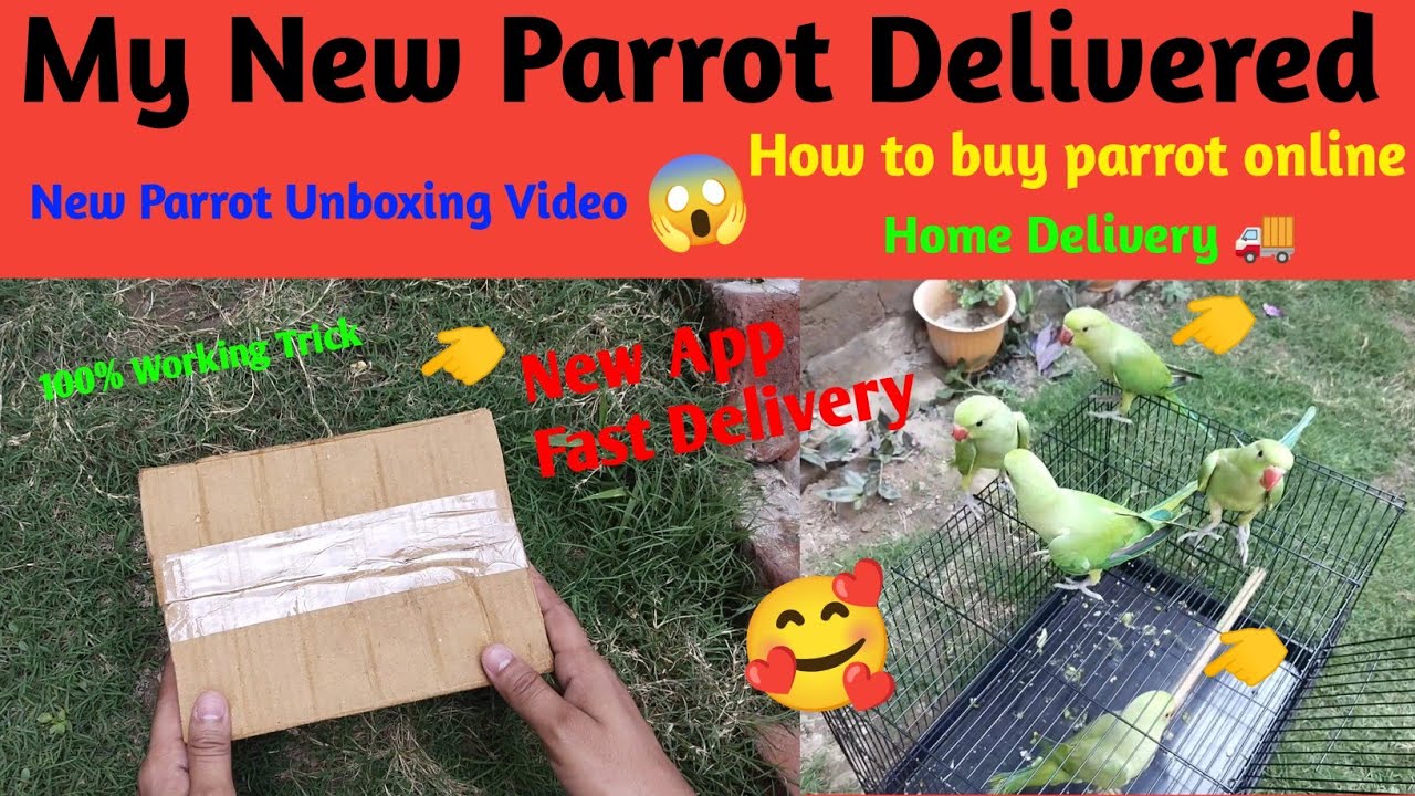 My New Parrots Come it's 😍🥰 || Parrot Unboxing #parrot