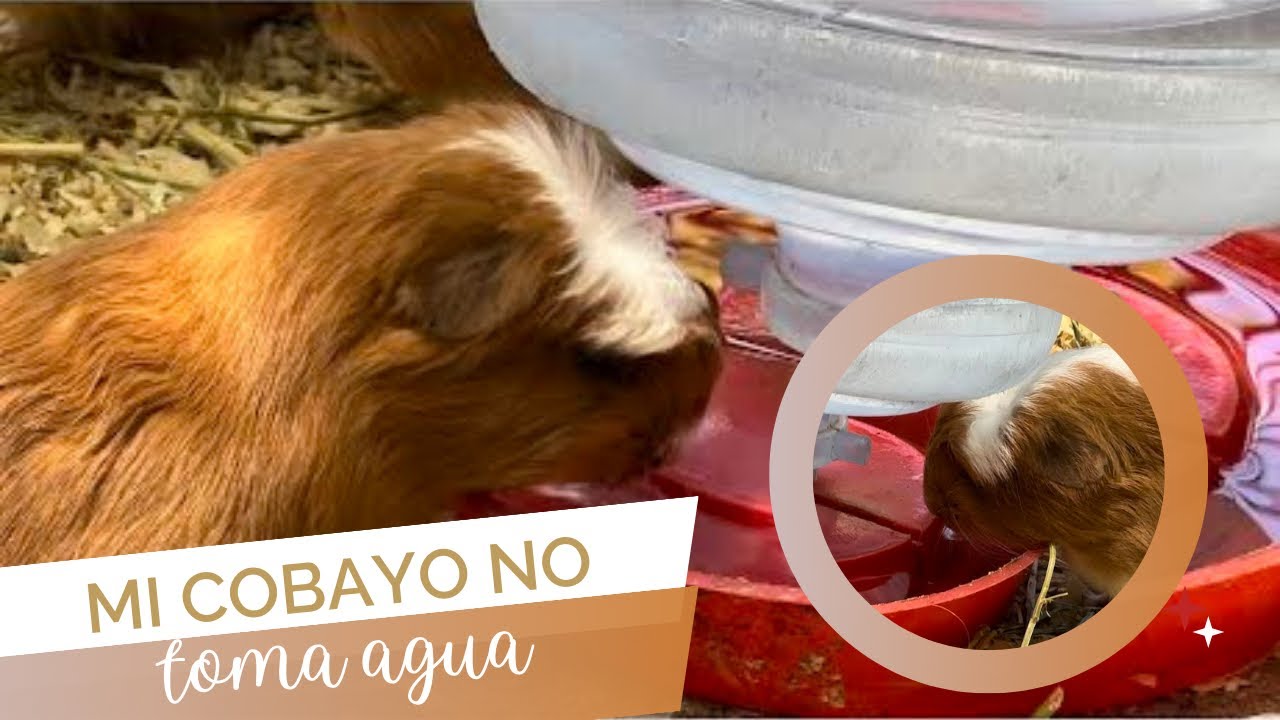 Mi cobayo no toma agua 😭
