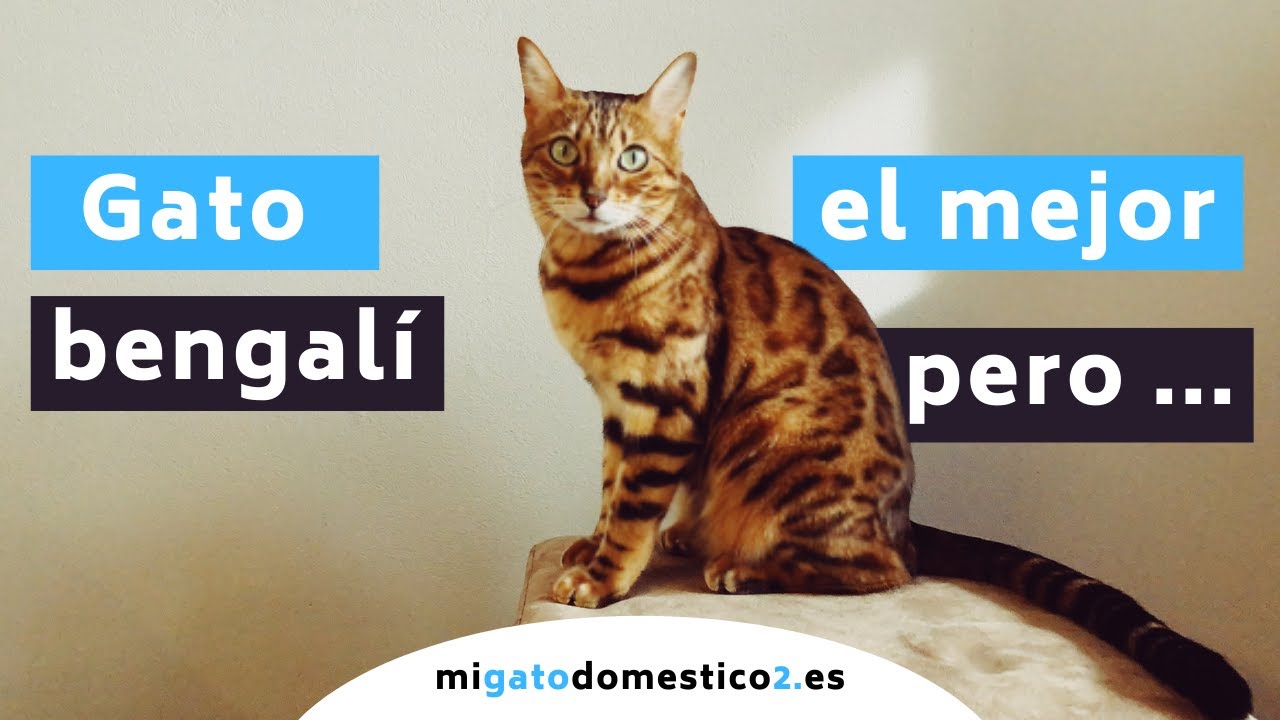 🏈 GATO BENGALÍ 🔎 El mejor gato híbrido pero ......