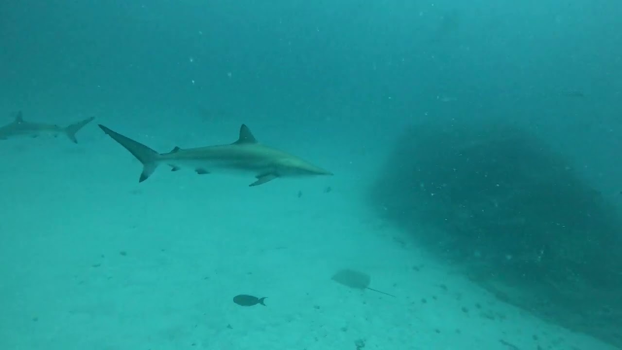 Sharks everywhere, up close and personal! | Nerumathi, North Male Atoll, Maldives