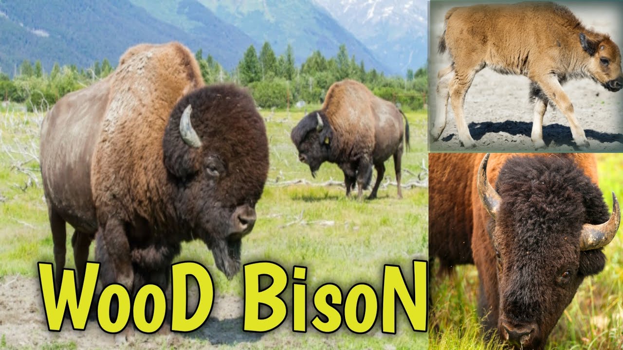 Video About Beautiful Animal Wood Bison 