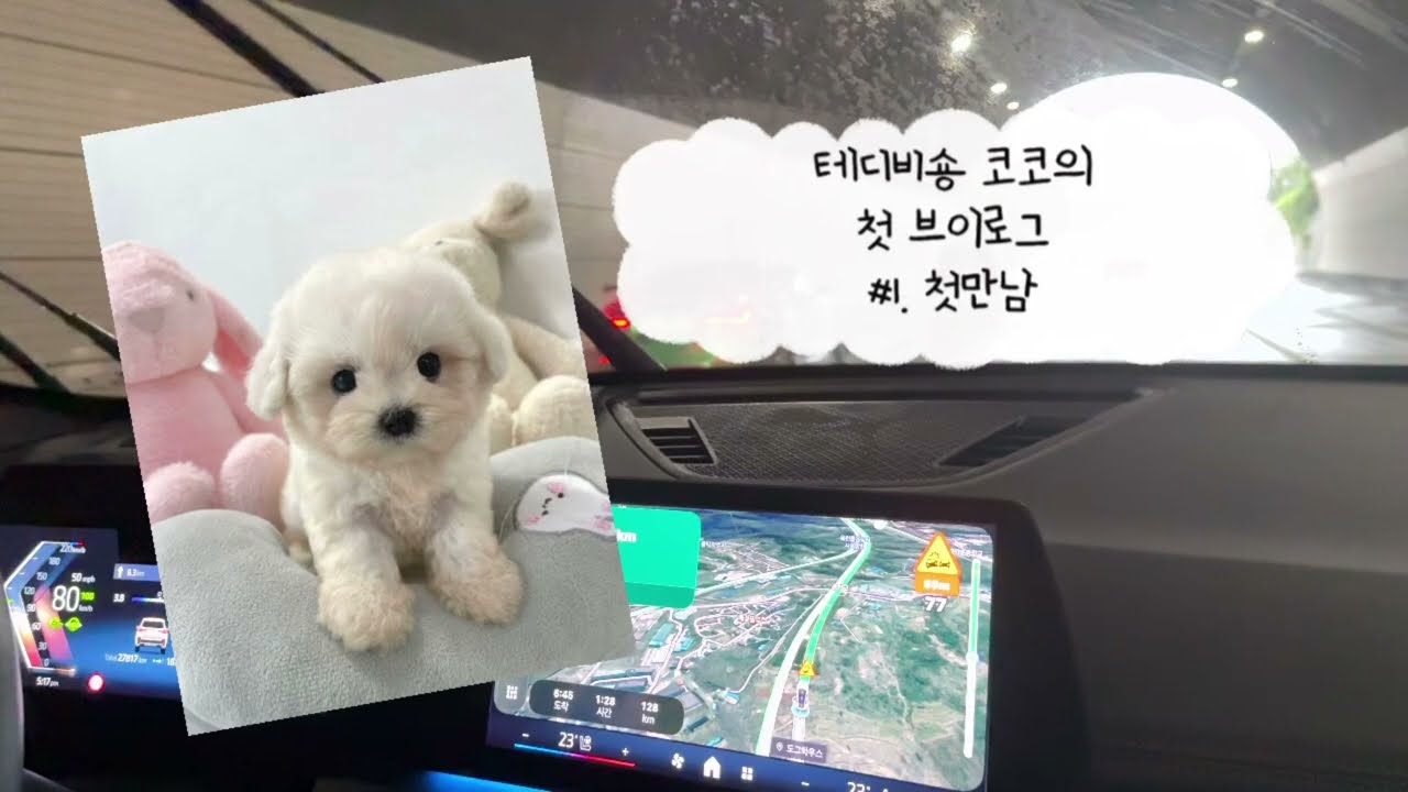 [V_log] 테디비숑 코코🐶ㅣ운명의 첫만남