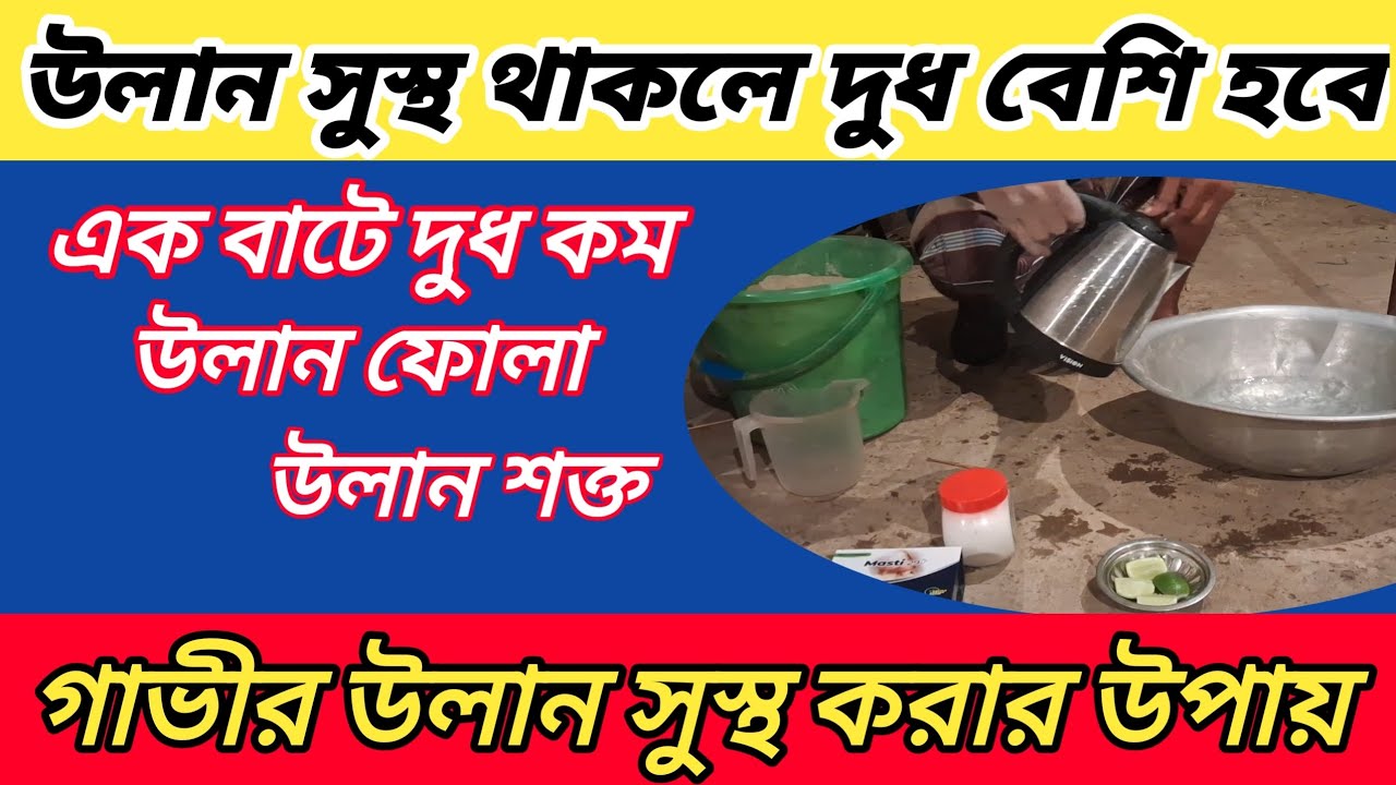 গাভীর ম্যাস্টাইটিস / উলান ফোলা রোগ ভালো করার সবচেয়ে সহজ উপায় । 