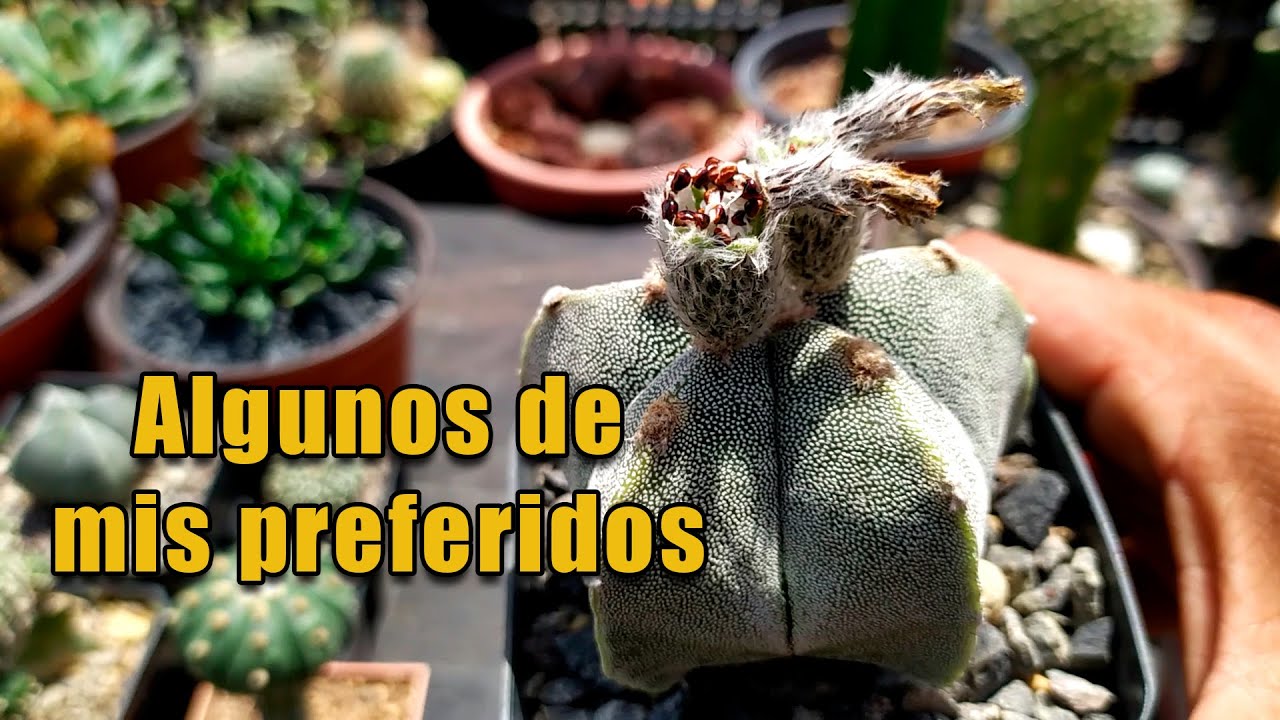 Colección de cactus y suculentas de @tujardindesertico