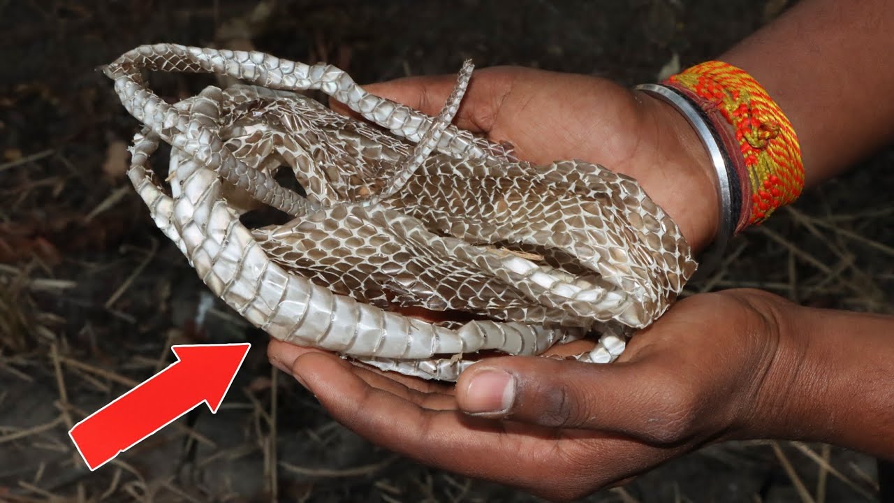 सांप के केचुल मिल जाए तो छोड़ना मत करोड़ो में खेलोगे, भाग्य चमका देगा with proof