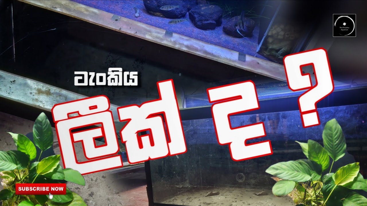 ගෙදරදීම හදාගමු 🌝 | The Fishyflex 