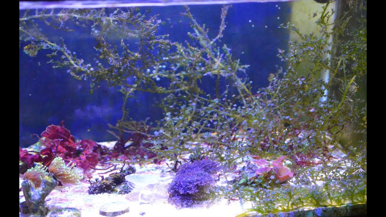 🌿 Planted Reef Tank Update 4K