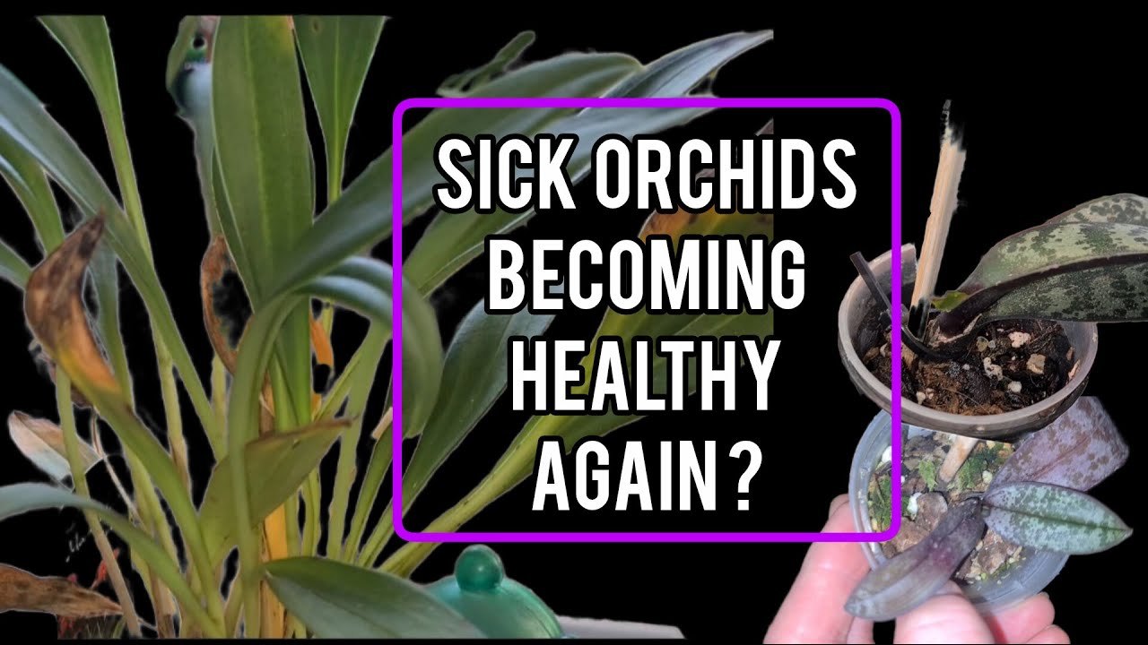 MY WORST ORCHIDS VERSUS RECOVERY SUCCESSES