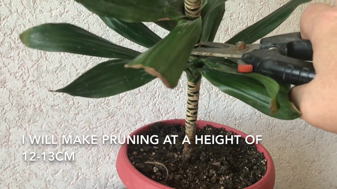 The first trimming of the dracaena.  Обрезка Драцены.