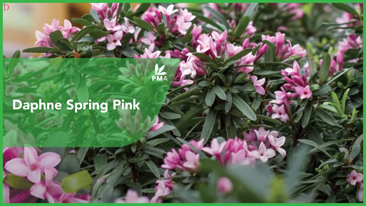Daphne Spring Pink