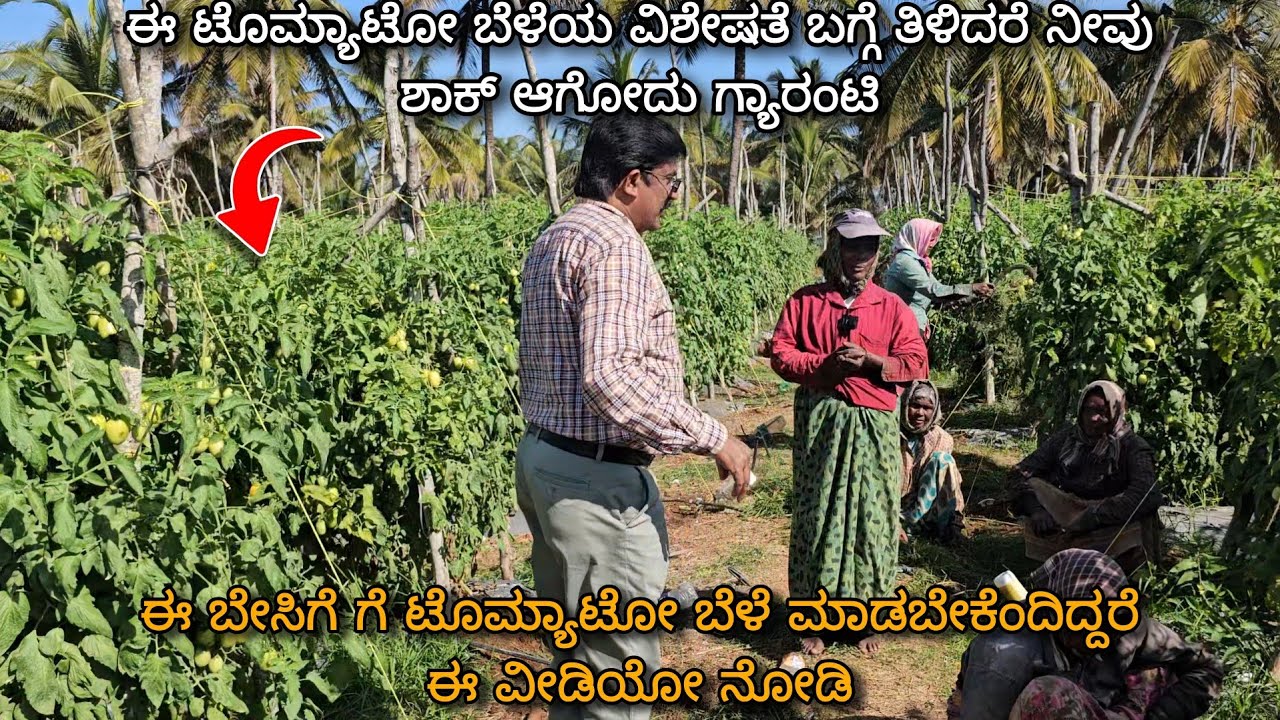 Results of Integrated Nutrition Management in Tomato |