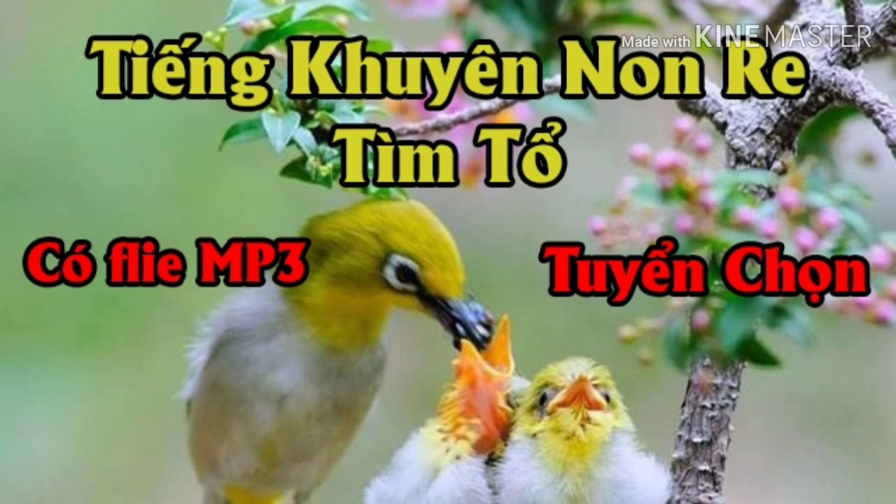 Tiếng Khuyên Non Re Tìm Tổ Tuyển Chọn.