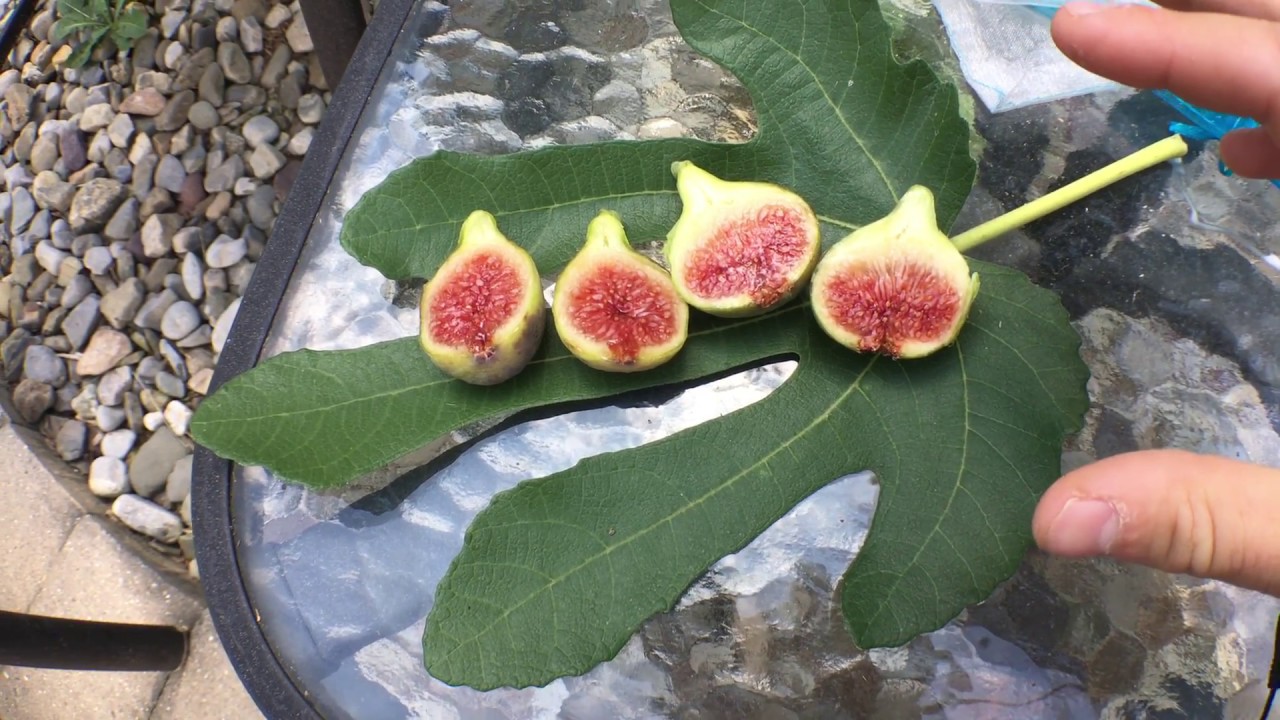 Smith: One of the best FIG varieties