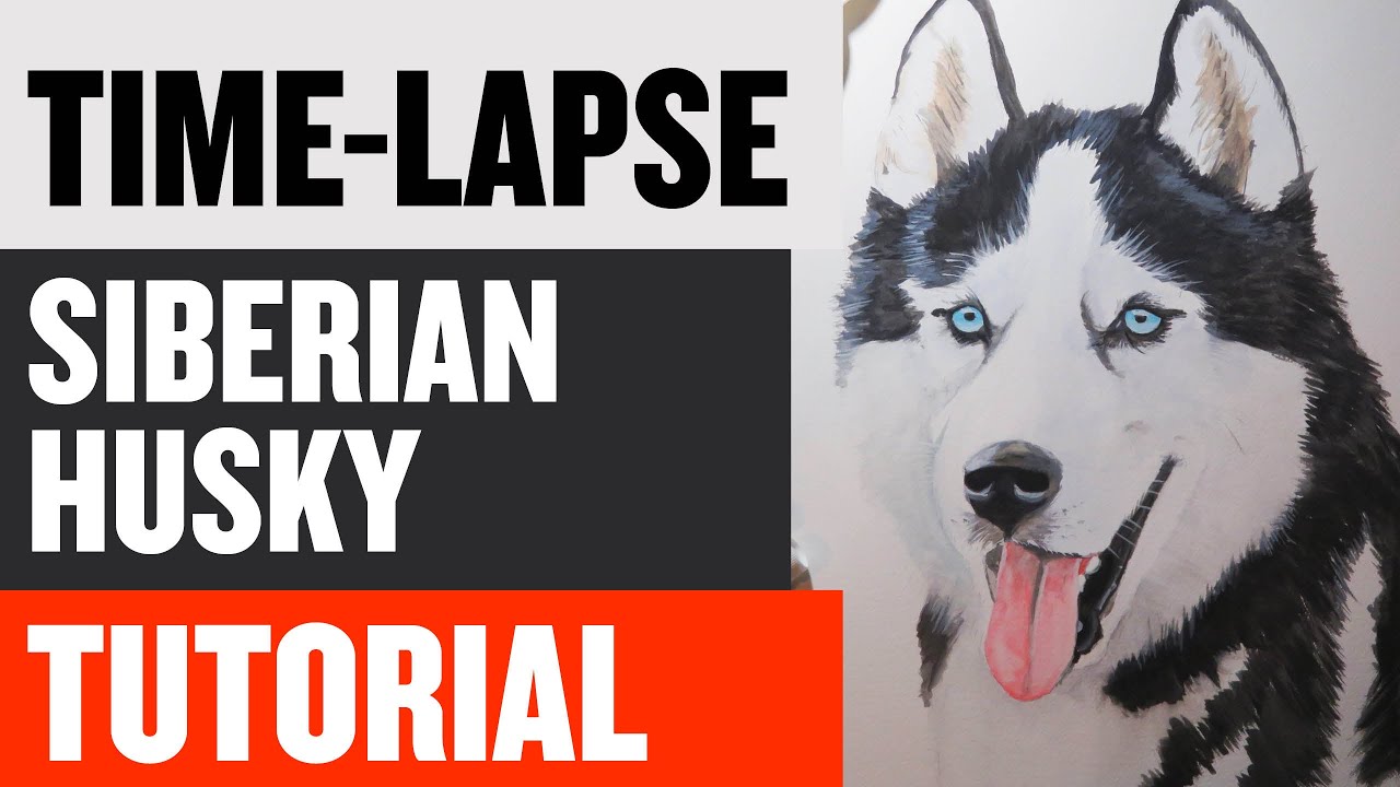 How to Paint a Siberian Husky Dog - 4 Minute Painting Tutorial