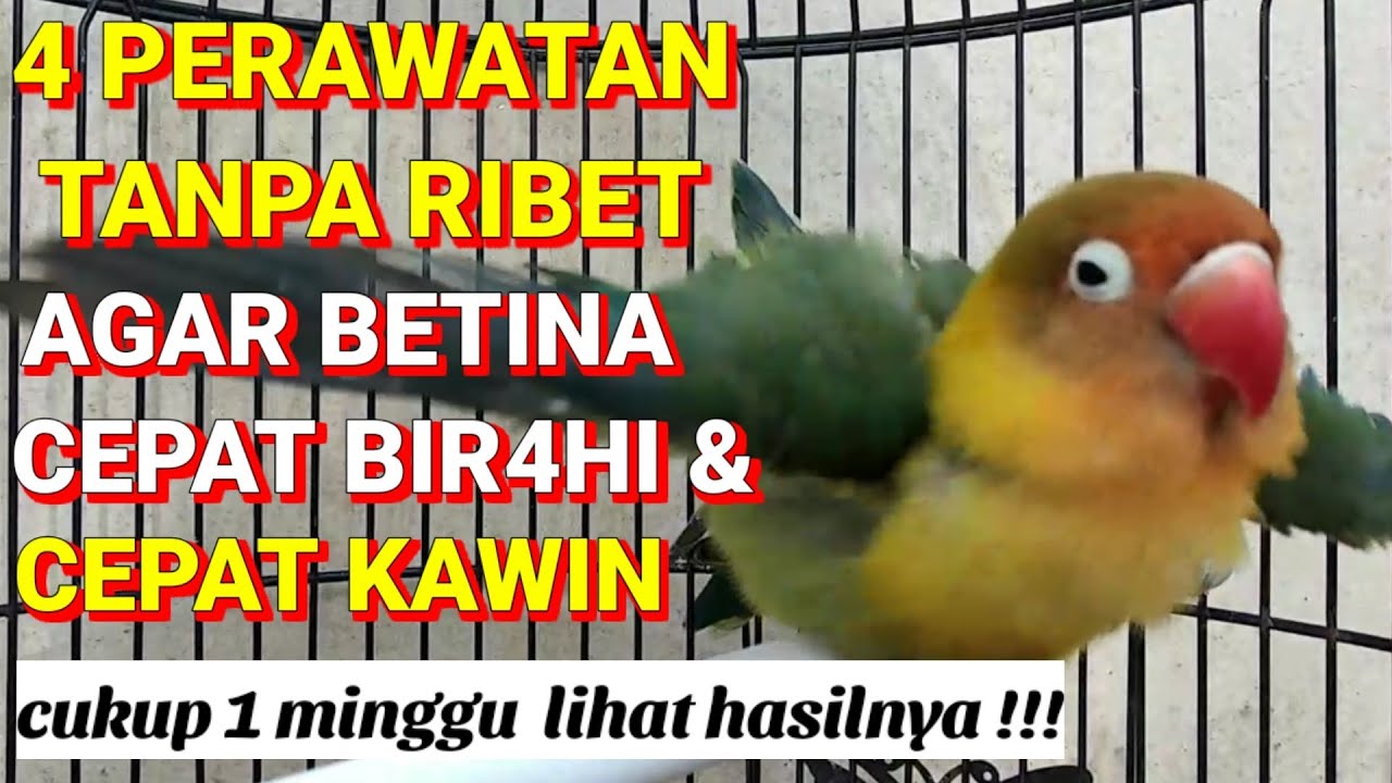 4 Perawatan cepat dan simpel agar Lovebird betina cepat birahi dan kawin