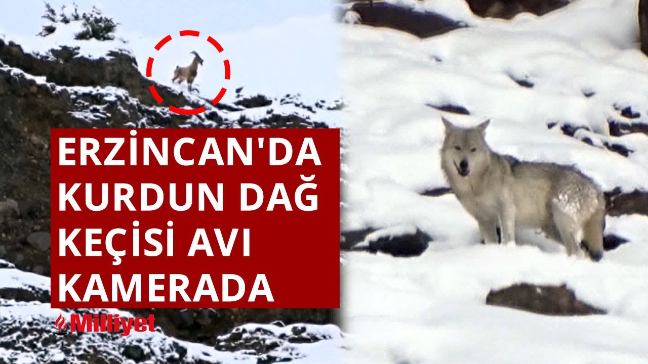 Erzincan'da kurdun dağ ke&ccedil;isi avı kamerada