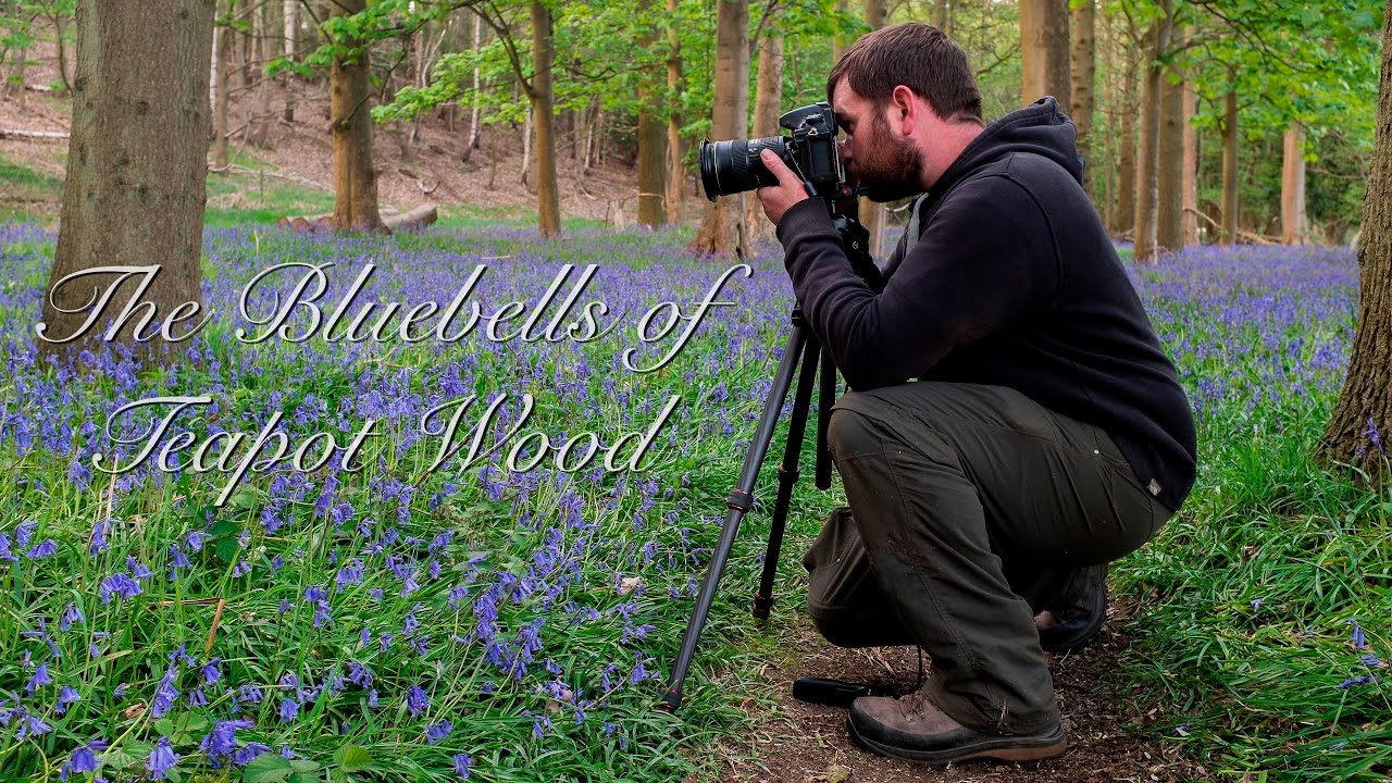 The Bluebells of Teapot Wood (Landscape Photography)