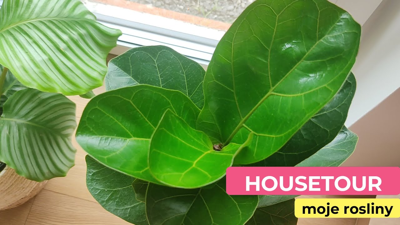 House Plant Tour | House Tour po moich roślinach | Łatwe w utrzymaniu kwiaty domowe | PIPILOTKA