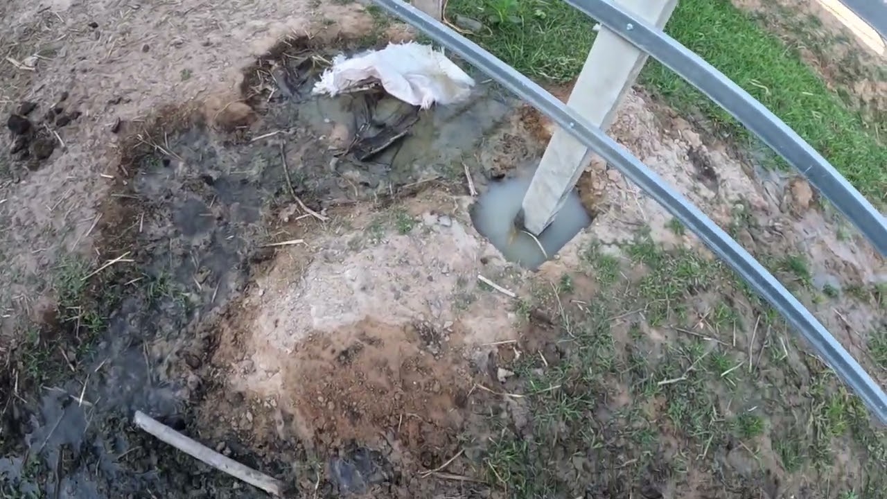 7 a.m. Time to go feed the little cow (calf )