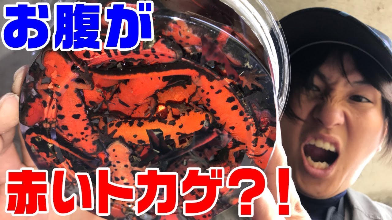 【衝撃】川に網を突っ込んだら大量に「謎の生物」が捕れた