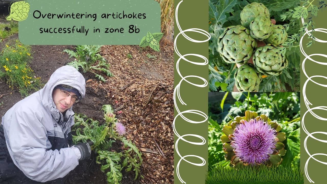 Overwintering artichokes