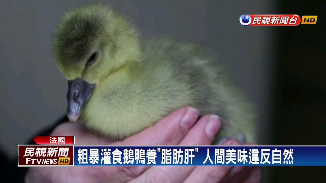 不必強迫灌食！法國靠細菌養出「人道鵝肝」－民視新聞