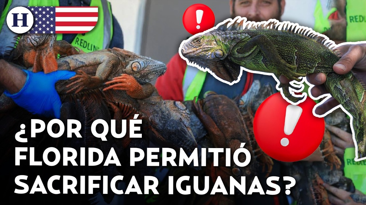 ¿Control ambiental o crueldad animal? Florida permite sacrificar iguanas congeladas por ola de frío