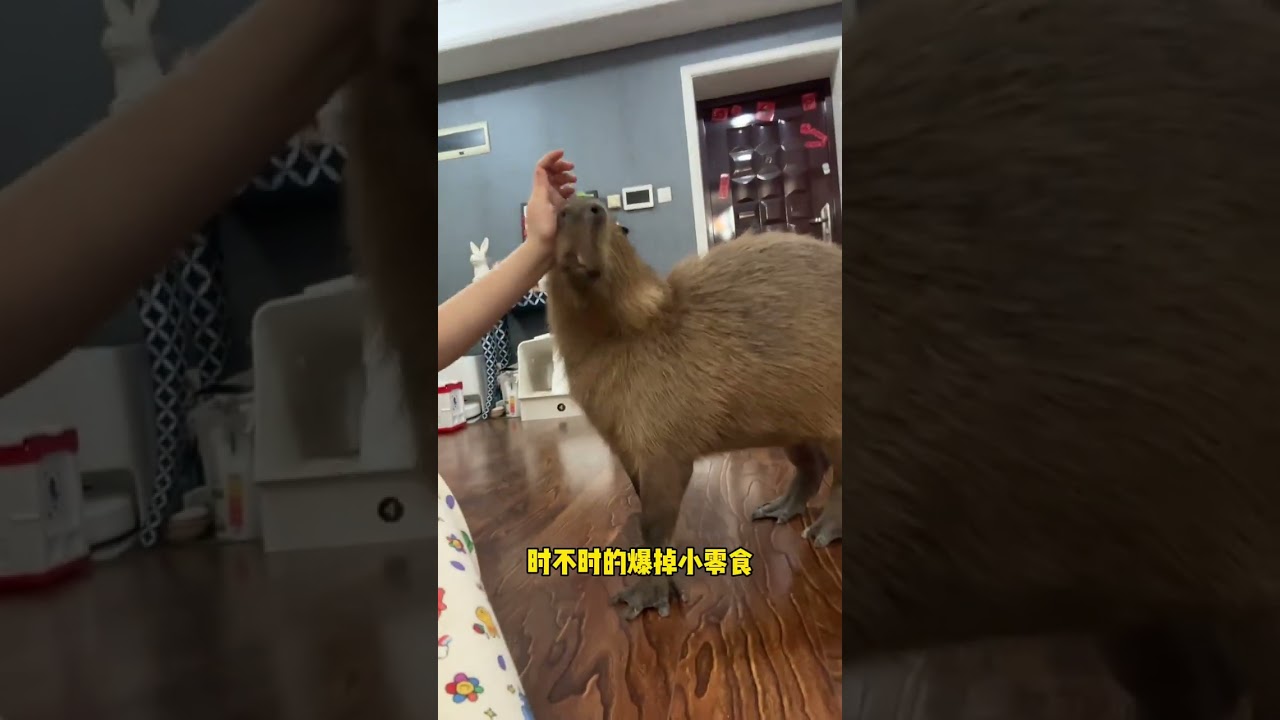 【#毛桃桃大眼袋】胜男:不要小瞧我们之间的羁绊啊魂淡!
