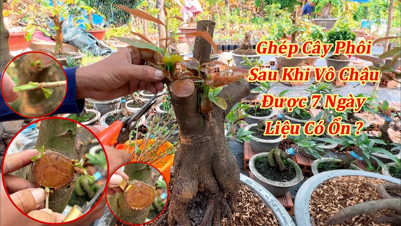 Ghép Cây Phôi Sau Khi Vô Chậu Được 7 Ngày Liệu Có Ổn ? | MAI ĐA PHÚC Duy Hiếu |