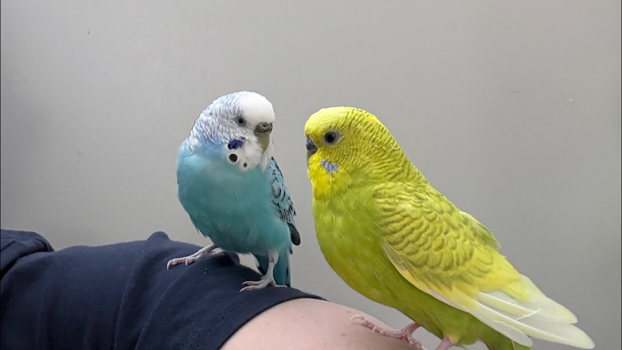 Curious and Quiet