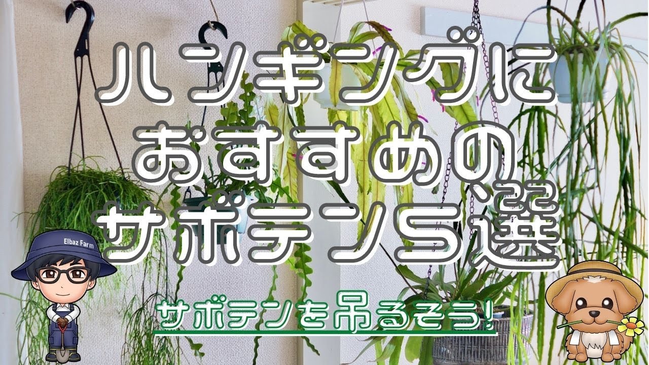 【ハンギングプランツ】吊るしにおすすめサボテン5選