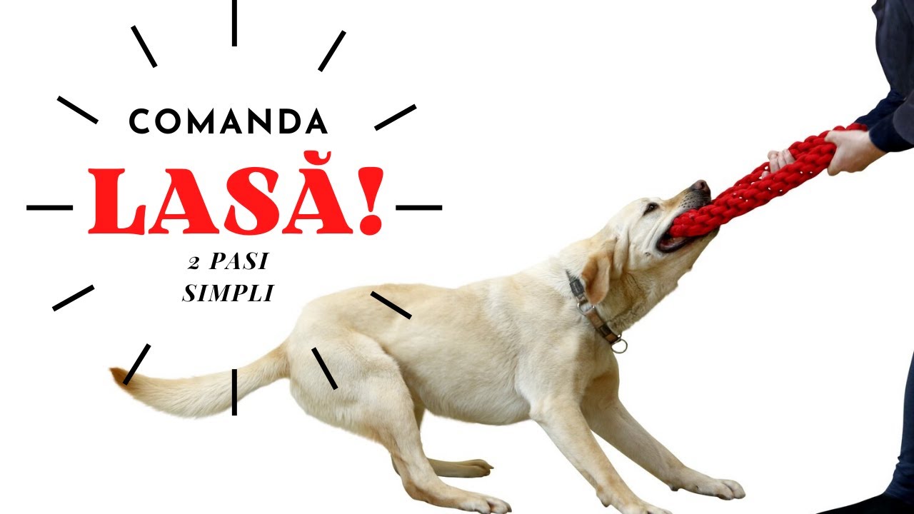 Cum invat cainele comanda LASA