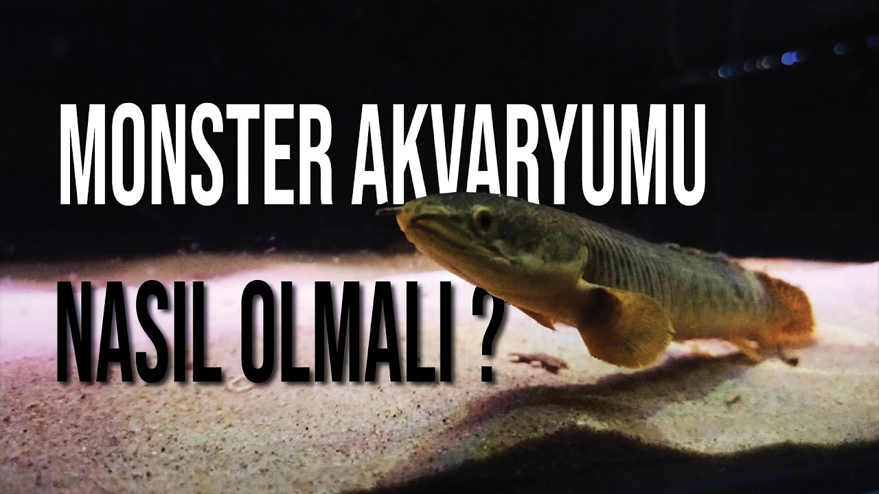 Monster Akvaryumu Nasıl Olmalı - Vahşi Balıklar #köpekbalığı #monsterfish #akvaryum #yeni #aquarium