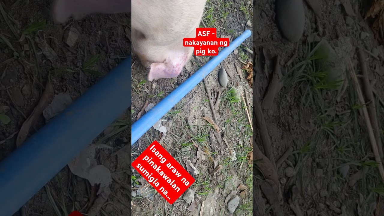ASF pig ko nakasurvive...#video #pig #backyard #buhayfarm #asf #shorts #farming