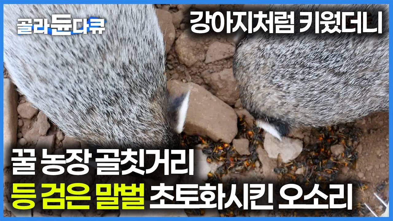 하루에 오소리가 먹는 말벌만 500마리! 매일 주인아저씨가 잡아다 주는 등 검은 말벌 특식 먹고 자라는 오소리들｜극한직업｜#골라듄다큐