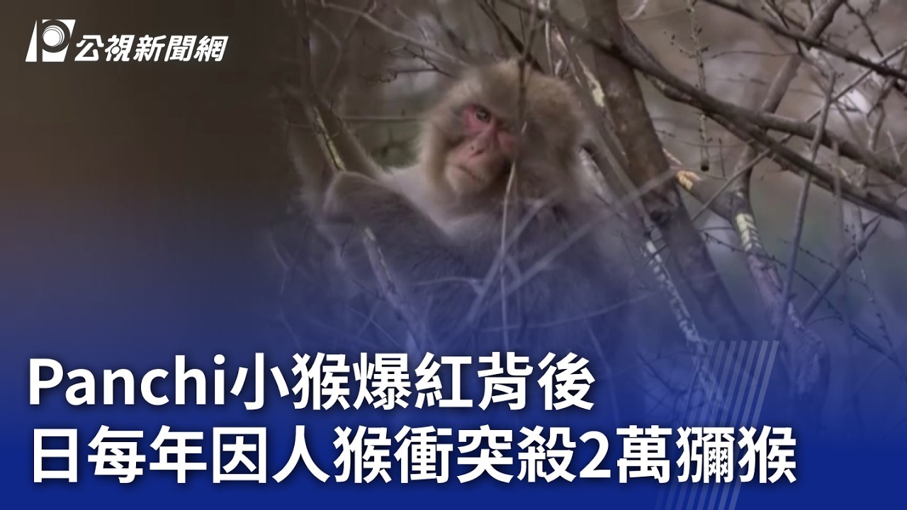 Panchi小猴爆紅背後 日每年因人猴衝突殺2萬獼猴｜20260310 8點新世界