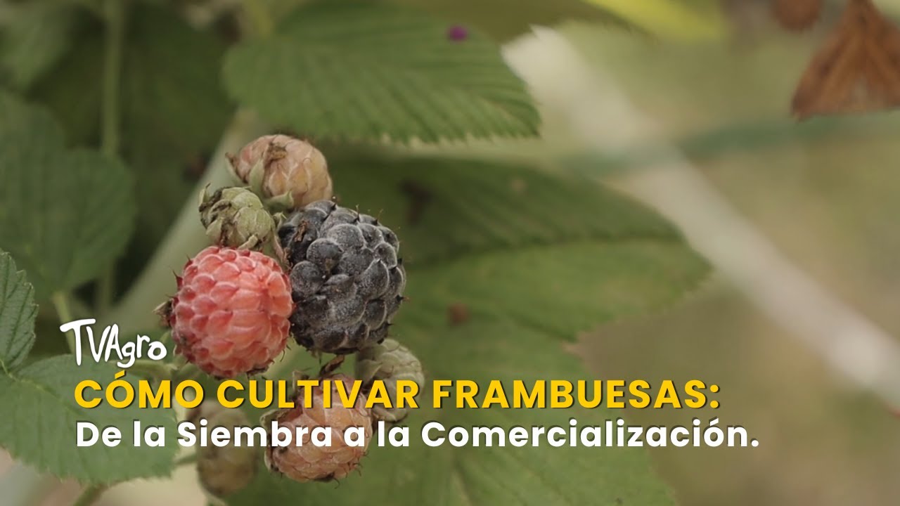 Cómo Cultivar Frambuesas: De la Siembra a la Comercialización - TvAgro por Juan Gonzalo Angel