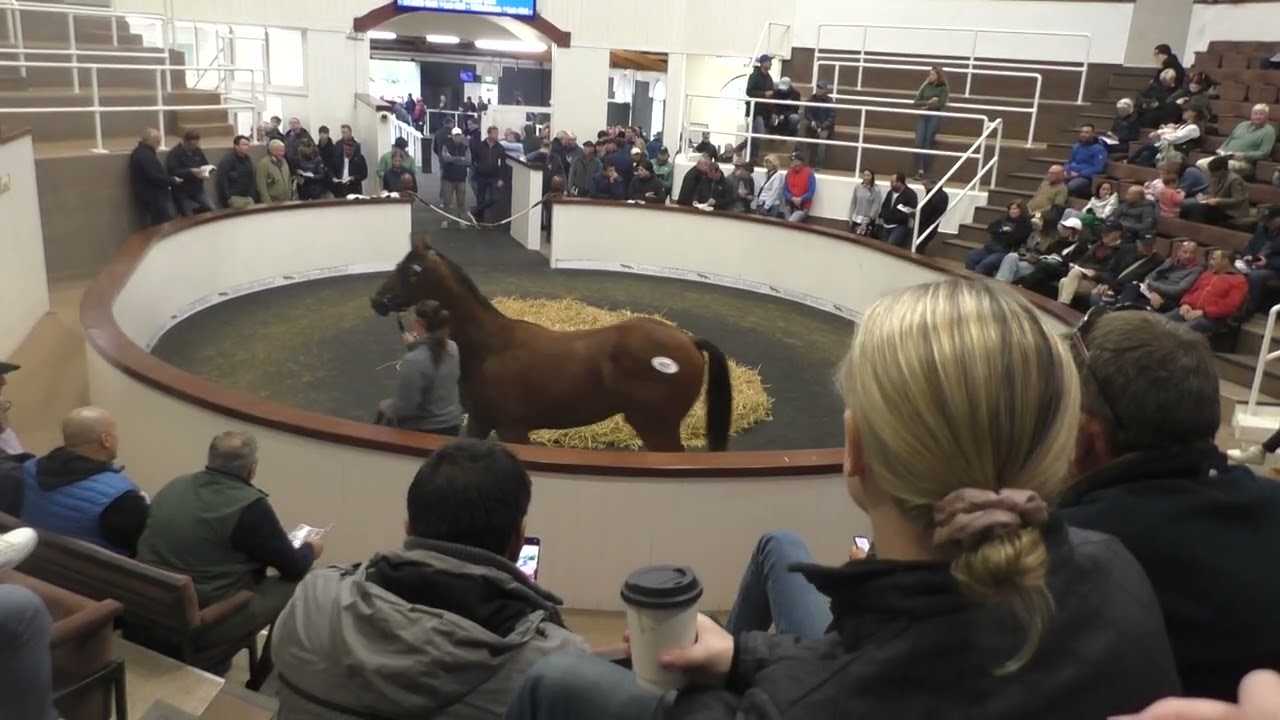 Tattersalls September Yearling Sale 2025, video 3