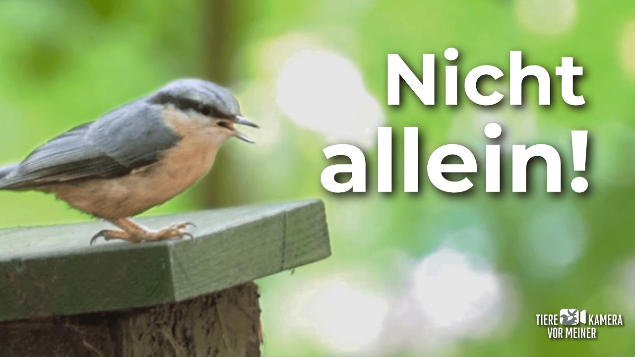 Wer bekommt das Futter? 😮🐦 Kleiber & Buchfink im Duell