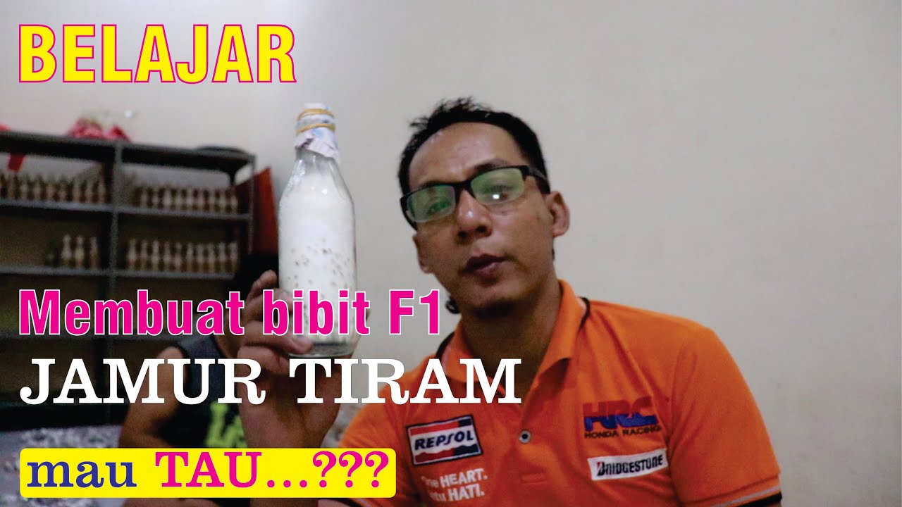 Belaja bibit f1