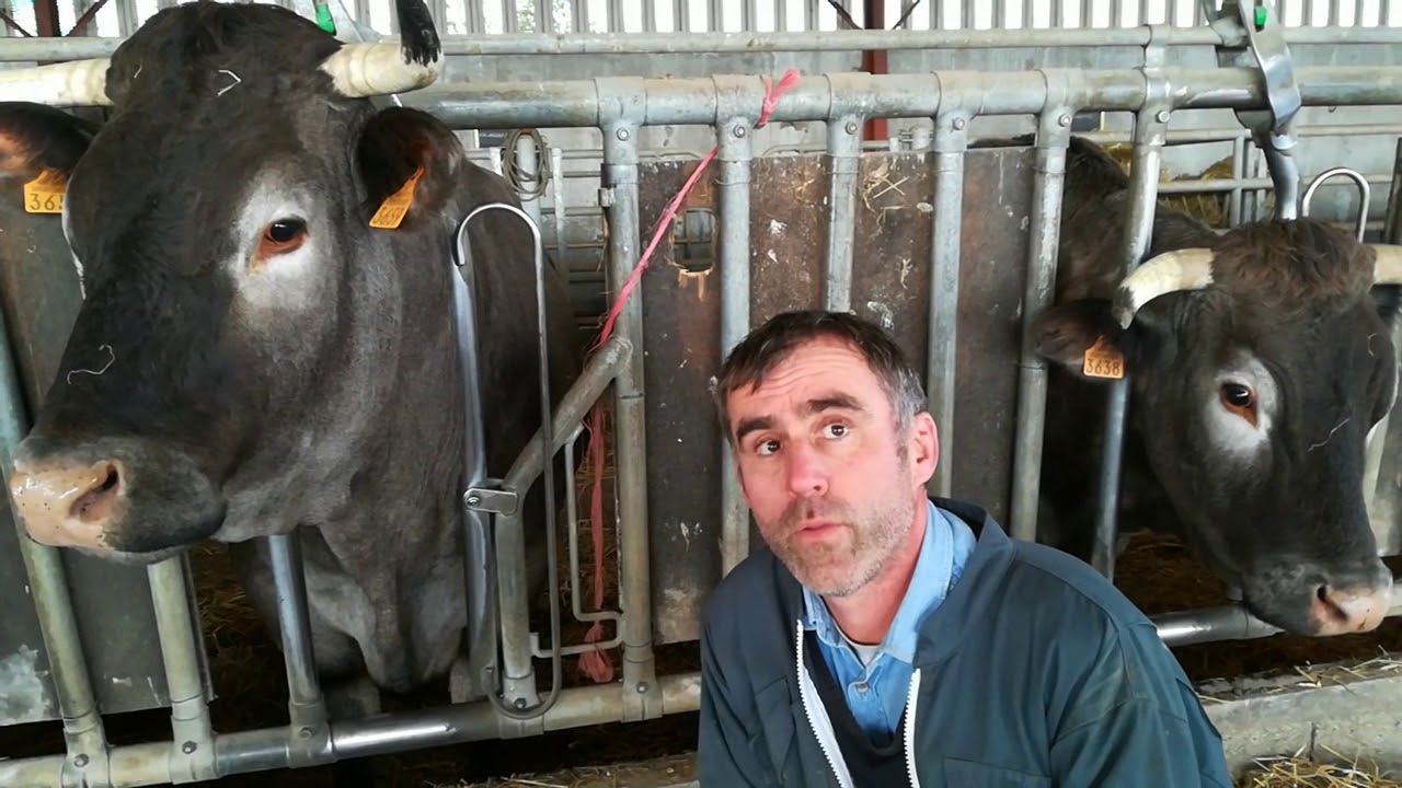 Landes&nbsp;: Jo&euml;l Sillac, &eacute;leveur de vaches bazadaises &agrave; Perquie